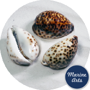 8679 - Cowrie Tiger Standard 5-7cm